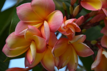 Frangipani Flower