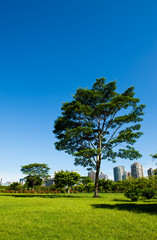 park and modern building in the city.