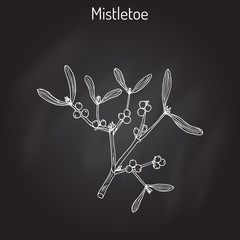 White mistletoe Viscum album 