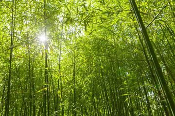 Fototapeta na wymiar Bamboo trees