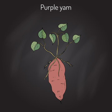 Purple yam Dioscorea alata 