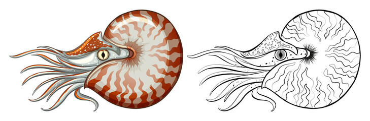 Animal outline for nautilus shell - obrazy, fototapety, plakaty