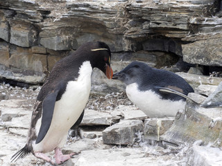 Fototapeta premium Rockhopper Penguin, Eudyptes chrysocome, feed the baby, Sea Lion Island, Falkland / Malvinas