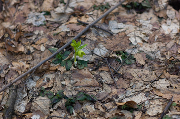 leaves on bokeh background
