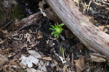 leaves on bokeh background