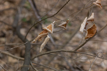 leaves on bokeh background