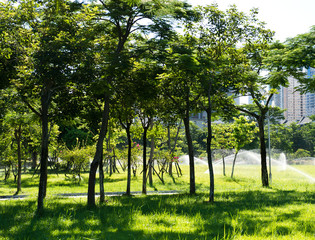Green branches in a garden.