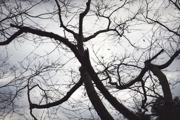 Black branches in the sky white