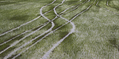 Tractor tracks in a rice field near Milan, Lombardy, Italy