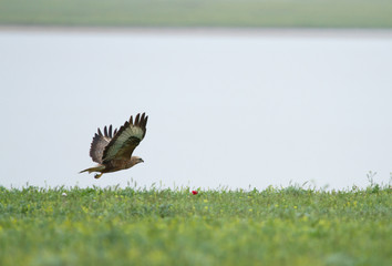 Common buzzard (Buteo buteo) in flight over field, Kalmykia, Russia