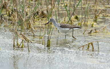 Common greenshank (Tringa nebularia) on the lake, Kalmykia, Russia