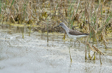 Common greenshank (Tringa nebularia) on the lake, Kalmykia, Russia