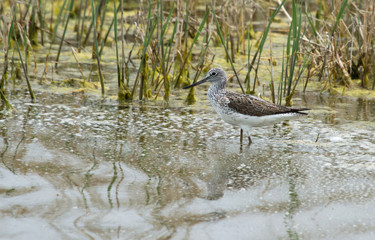 Common greenshank (Tringa nebularia) on the lake, Kalmykia, Russia