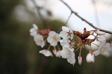 桜の花