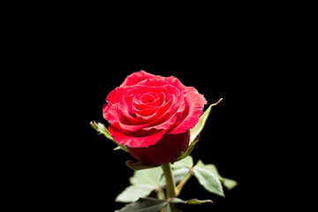 Fototapeta premium Red rose with leaves, isolated on black