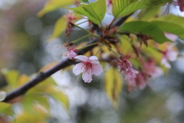 桜の花