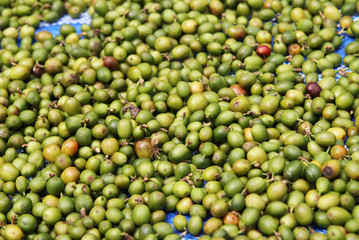 Travel to Doi Suthep, Chiangmai, Thailand. The green coffee berries closeup for background.