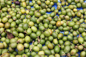 Travel to Doi Suthep, Chiangmai, Thailand. The green coffee berries closeup for background.