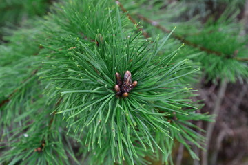 pine1