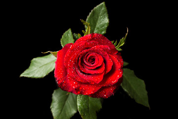 Red rose with leaves in water drops, isolated on black