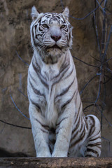 White tiger - Bengal tiger species with a congenital mutation. The mutation leads to a fully white color of the tiger with black and brown stripes on white fur and blue eyes.