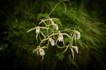 orchidee del Perù