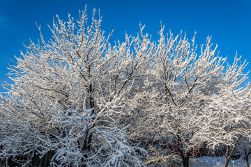 winter
