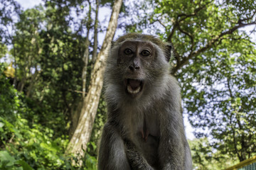 Monkey with white teeth in the jungle