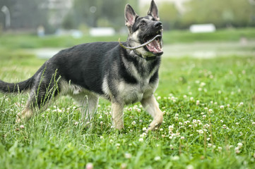 Beautiful Young Brown German Shepherd Dog Close Up. Alsatian Wolf Dog Or German Shepherd Dog On...