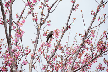桜　サクラ　さくら