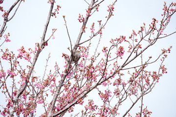 桜　サクラ　さくら