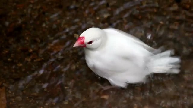 Java Sparrow in Thailand.