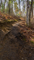 Fototapeta premium Trail through the forest