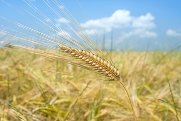 Wheat field 8