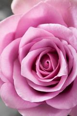 beautiful pink rose flower closeup background