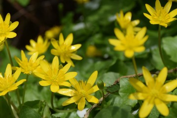 Frühlingsscharbockskraut, Ficaria verna