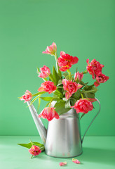 beautiful pink tulip flowers bouquet in watering can