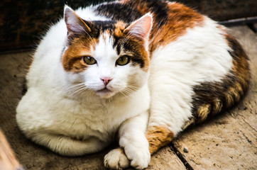 Three Colored Kitty On Wooden Floor