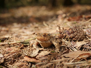 sitting brown toad