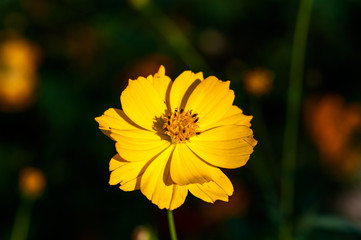 Blooming yellow flower under the dusk sunshine