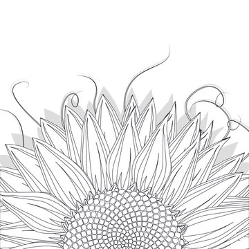 Sunflower sketch on white background