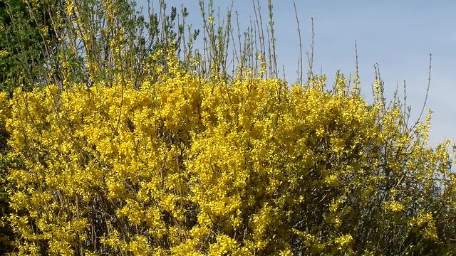 Ein Forsythienstrauch in voller Bl&uuml;te (Totale)