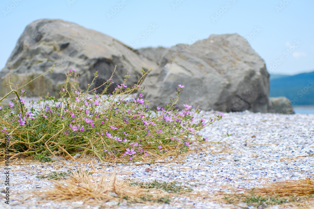 Canvas Prints Tiny flowers at pebble beach