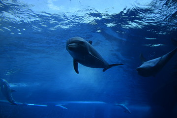 Dolphins