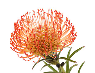 red protea isolated