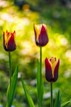tulip with stripe on shady glade
