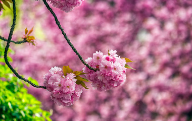 Sakura flower blossom in springtime