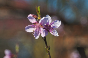 Peach tree blossomed in the spring