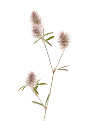 flora of Gran Canaria - Trifolium arvense, harefoot clover 