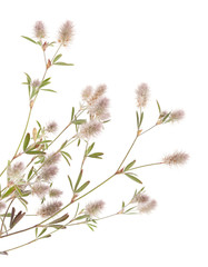 flora of Gran Canaria - Trifolium arvense, harefoot clover 